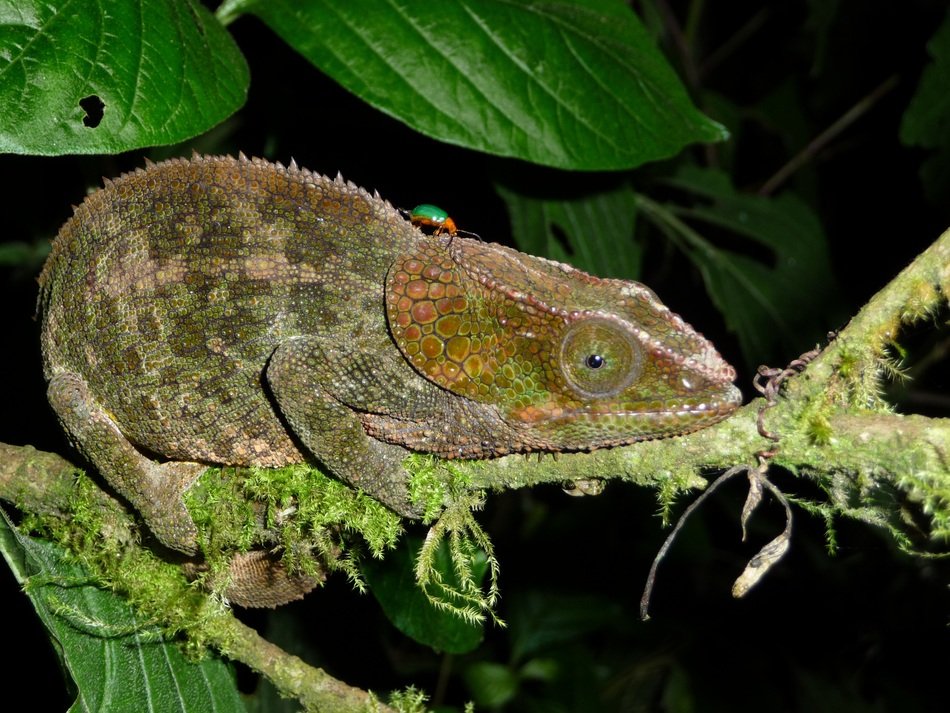 Chameleon disguised as the color of a branch free image download