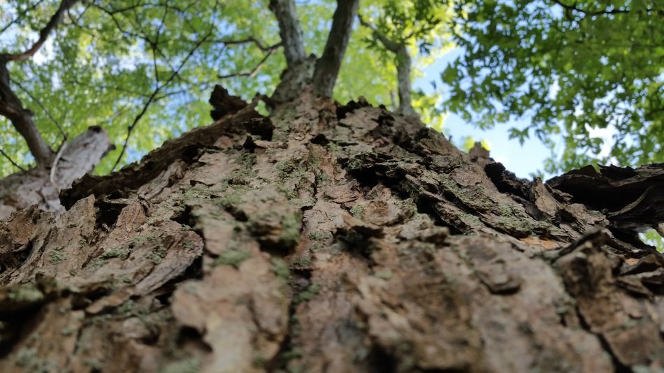 powerful tree bark