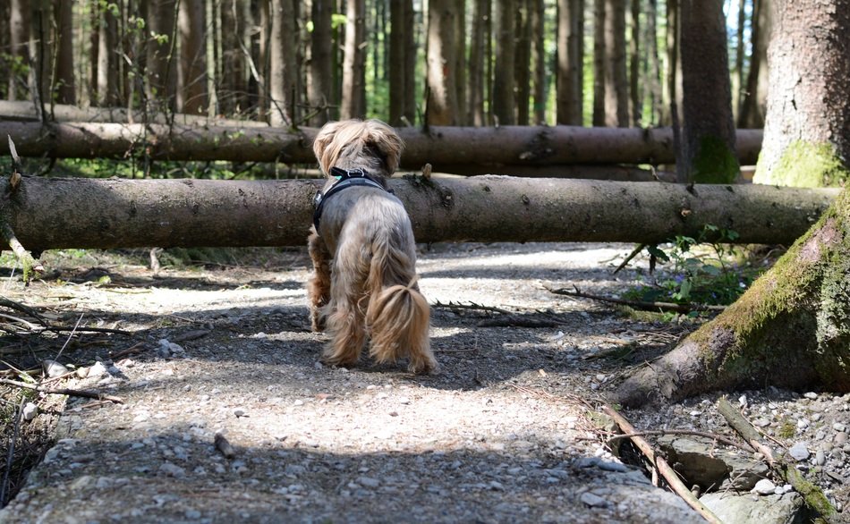 dog at the log in the forest