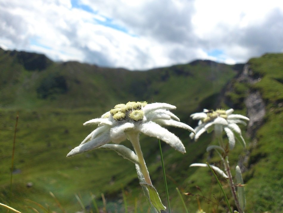 edelweiss mountain flowers
