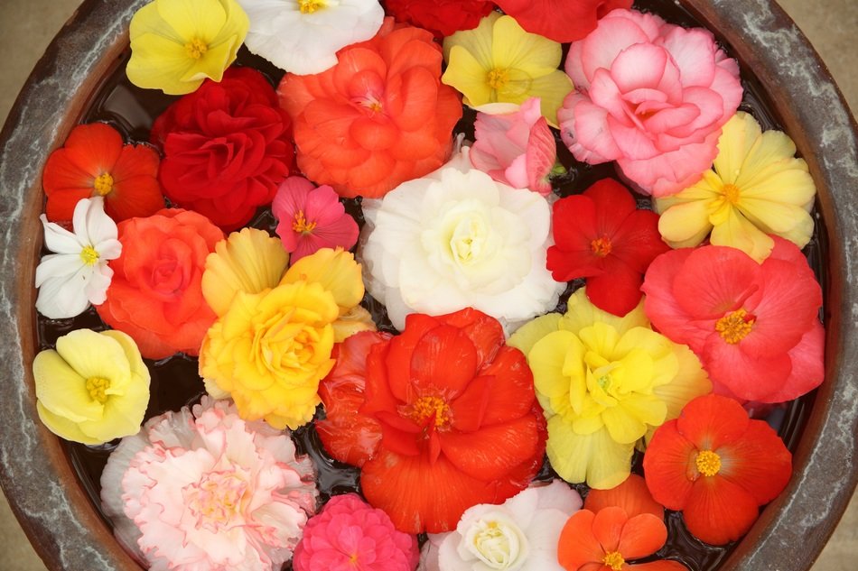flowers in a bowl with water