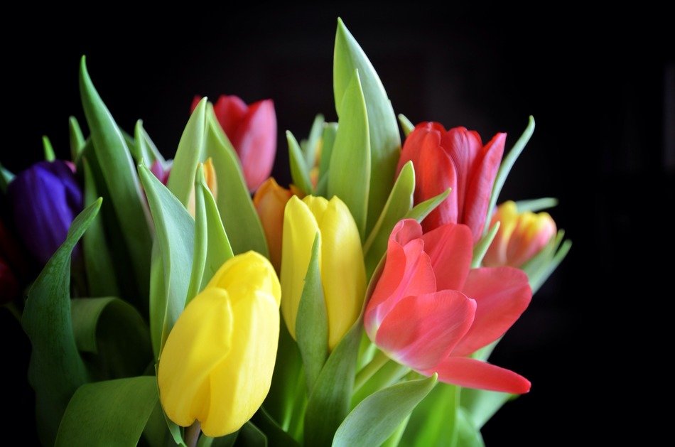 wonderful tulips bouquet on black background