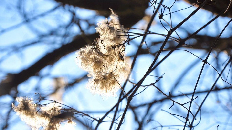 fluffy dry flowers on the tree