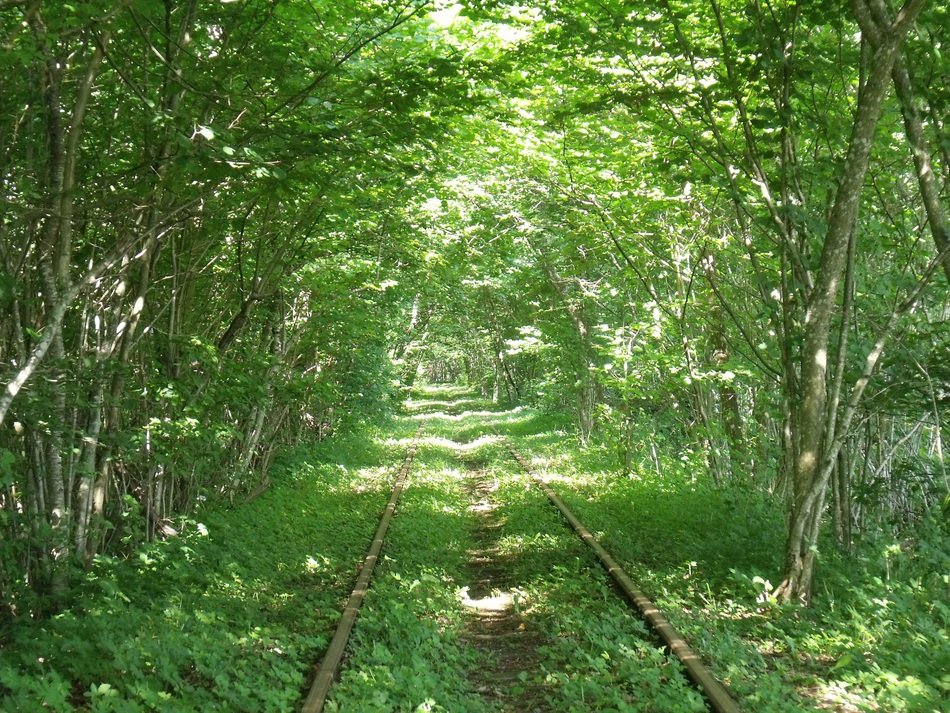 old train road in the forest