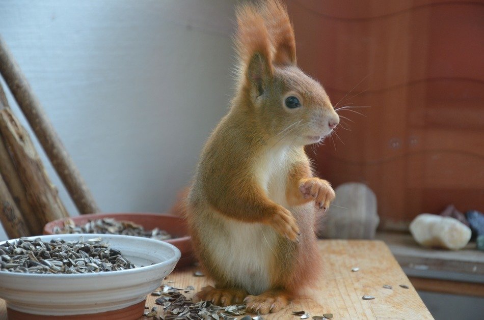 squirrel sitting on the table near the bowl