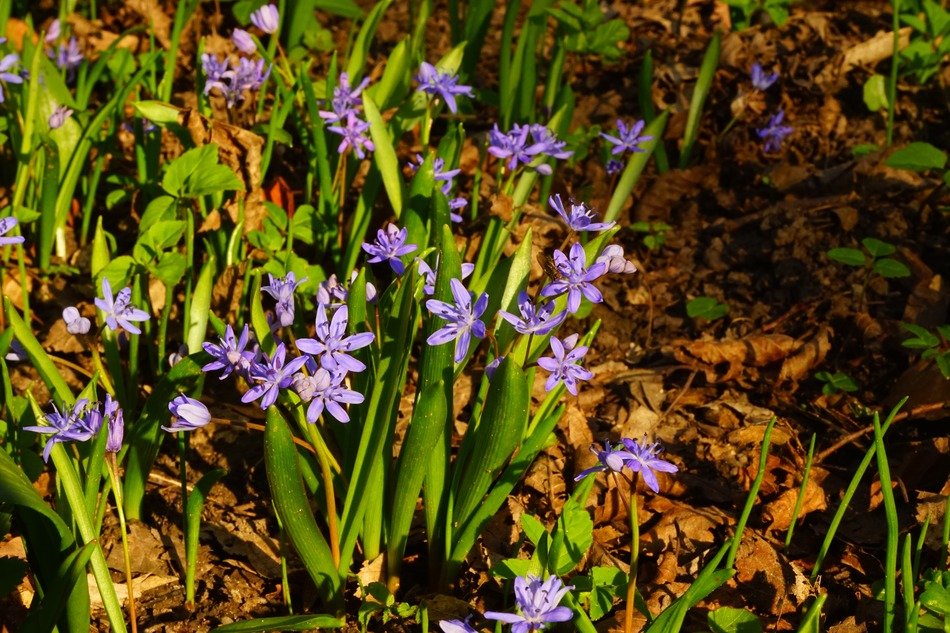 purple Scilla in the forest