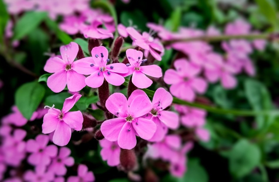 Beautiful, purple spring flowers among the green leaves in the forest