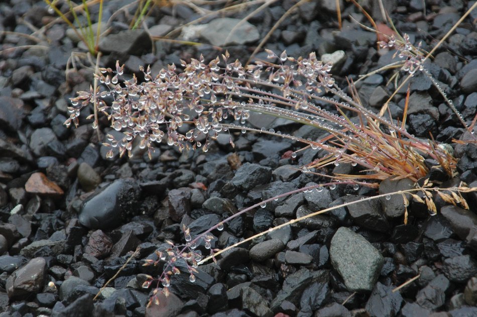 Picture of the iced plants on a rocks