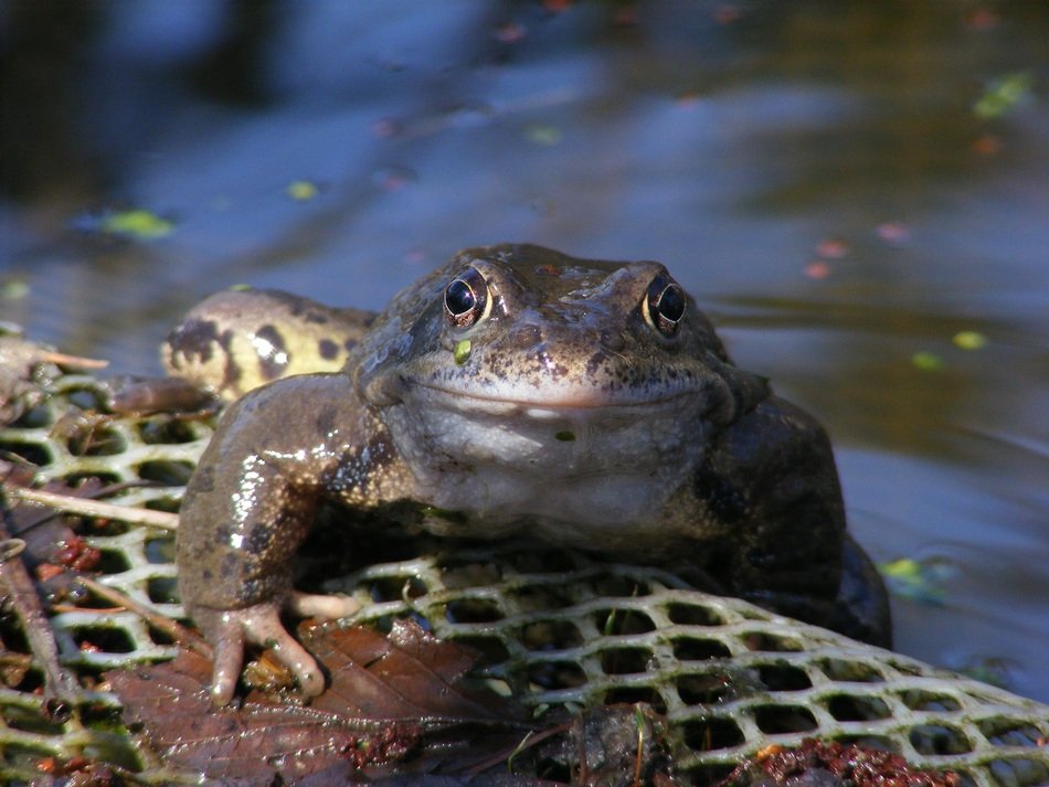 The frog in the pond