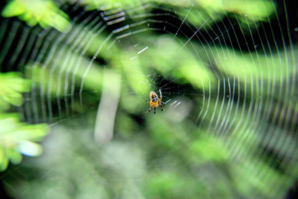 a small insect on a large round web