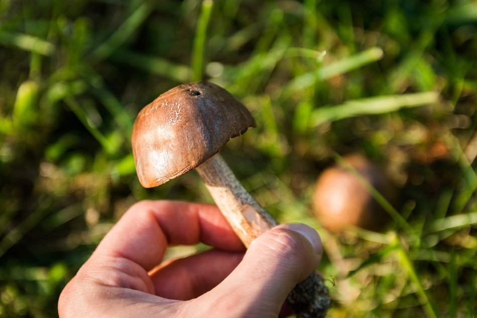 small forest mushroom