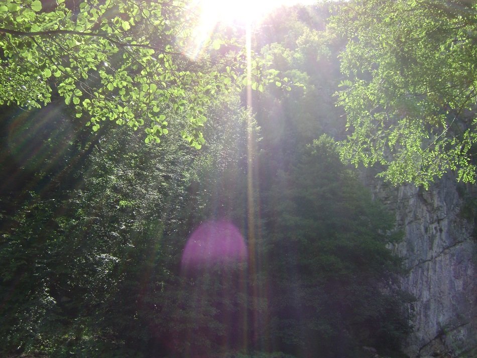 bright sunlight in the middle of the forest