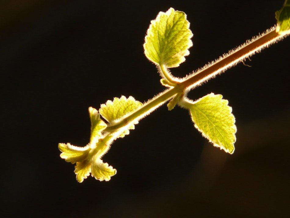 Plant against back light