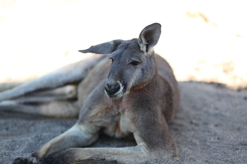 kangaroo in animal world
