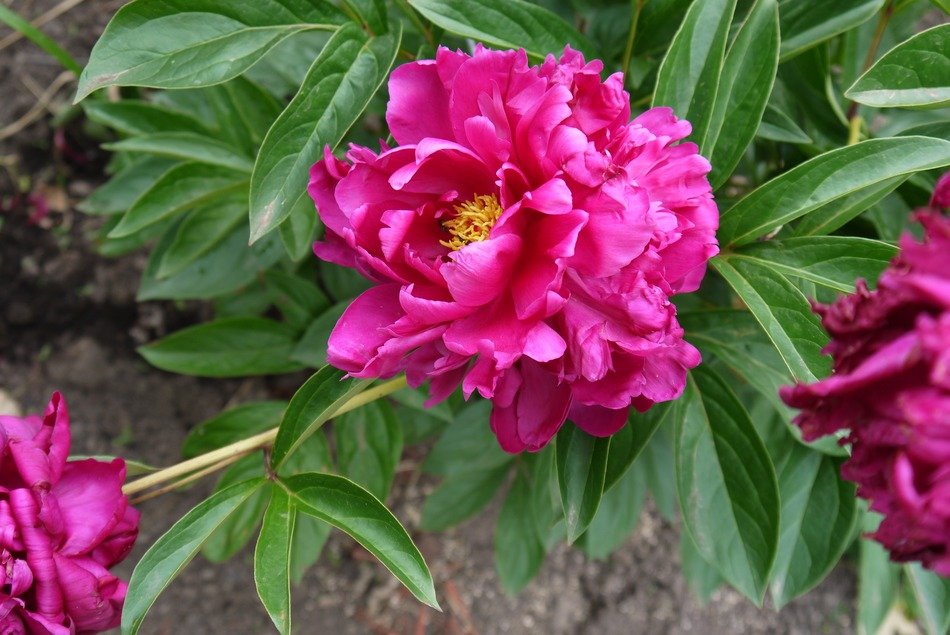 dark pink peonies on a bush close-up