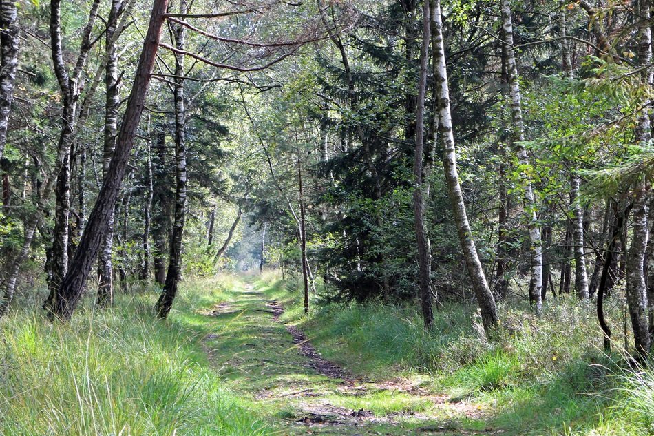 trail in the forest overgrown with grass
