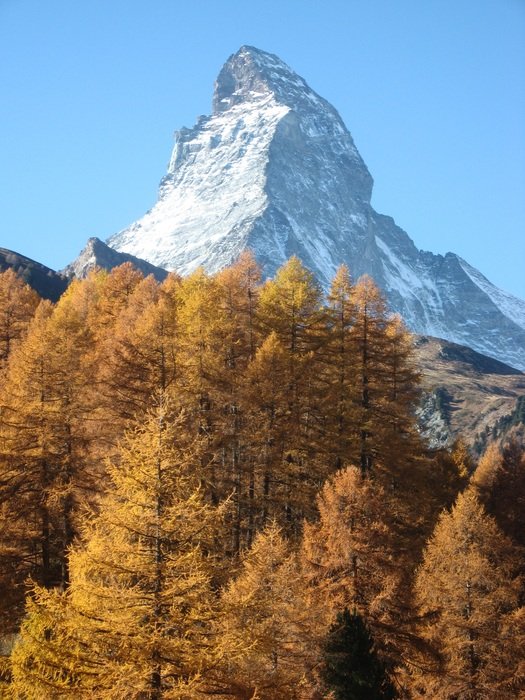 Trees near the alpine mountains in Switzerland