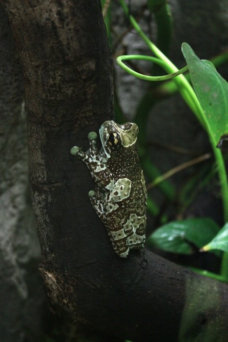 frog near a green plant in the dark