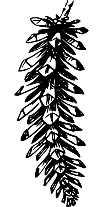 drawing coniferous tree branches on a white background