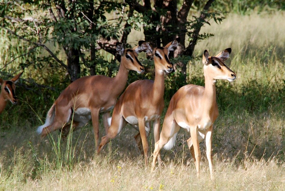 Impalas in Africa