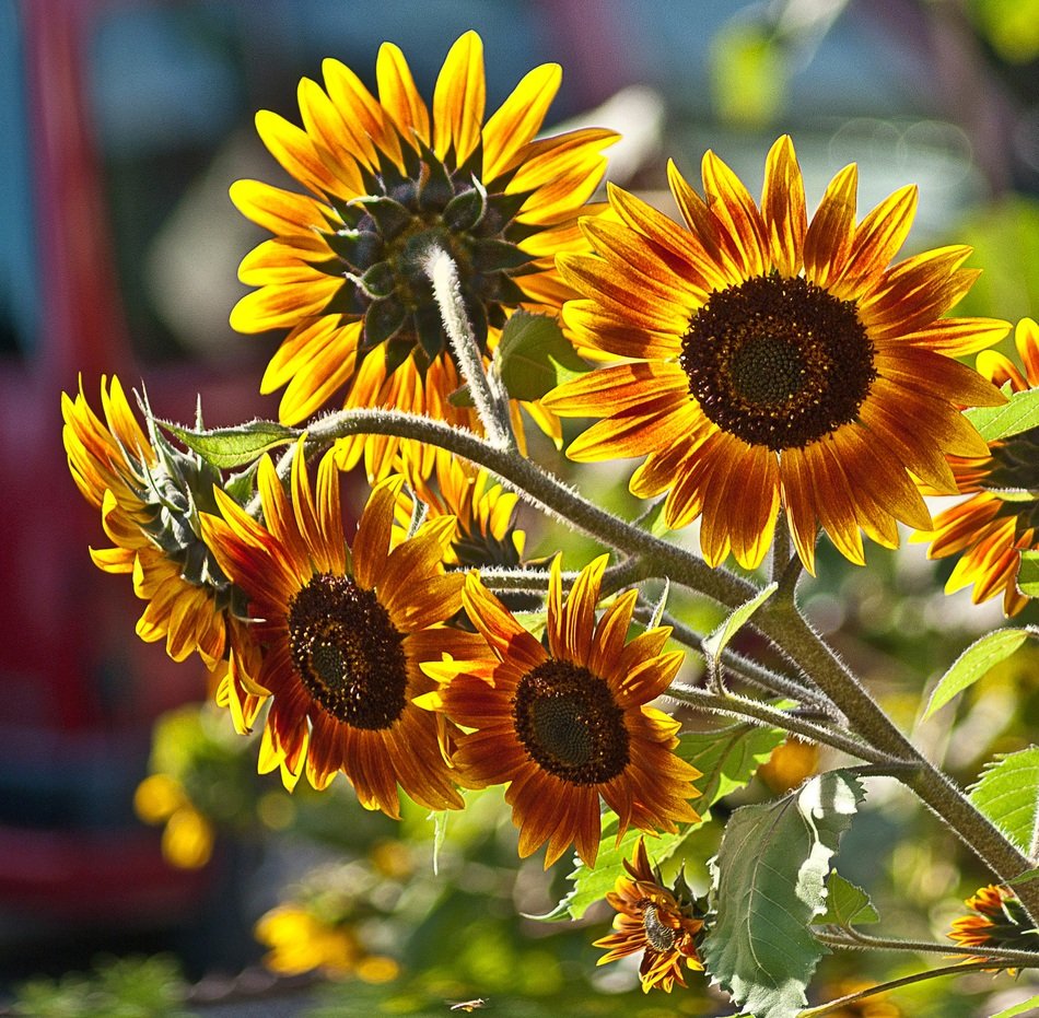 several sunflower flowers on the stem