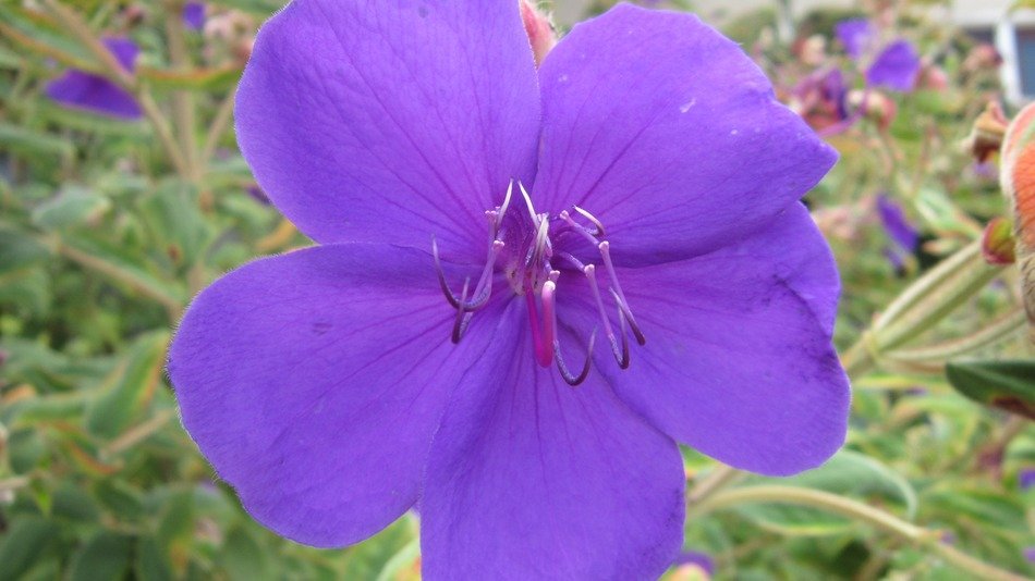 Flowers in California in summer