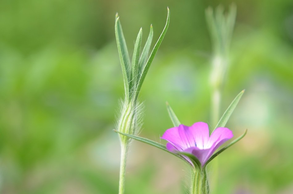 pink flower in the meadow in summer