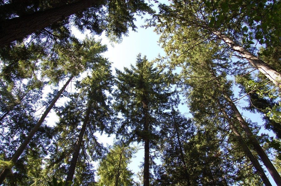 woodland in summer