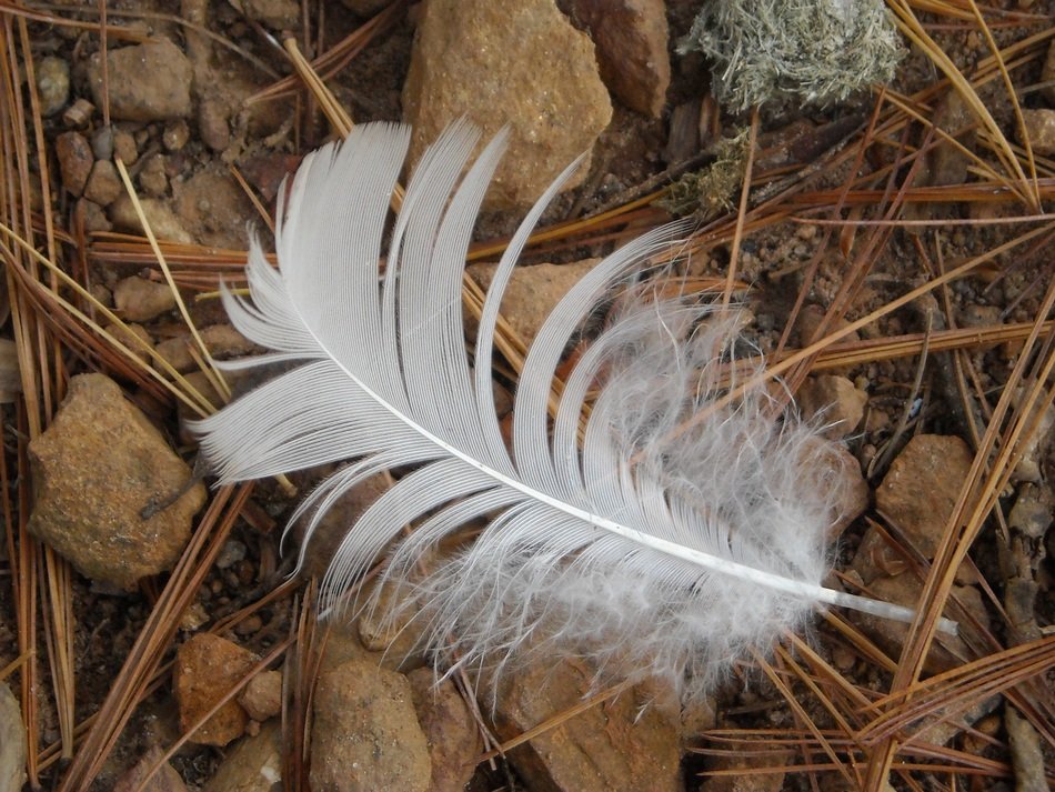 Closeup Picture of the duck feather