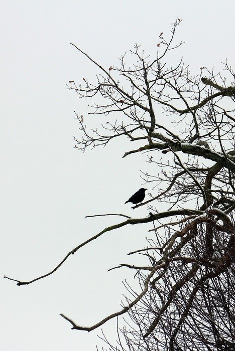 Picture of the sitting raven on a tree