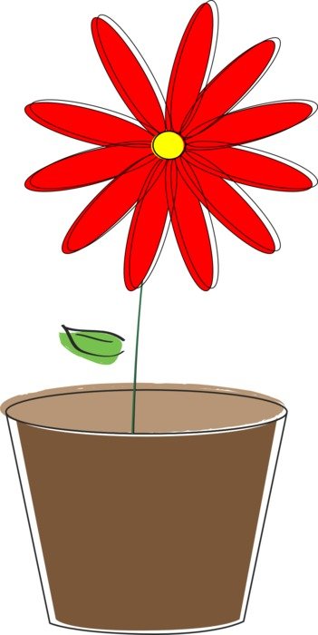 picture of a red chamomile in a pot