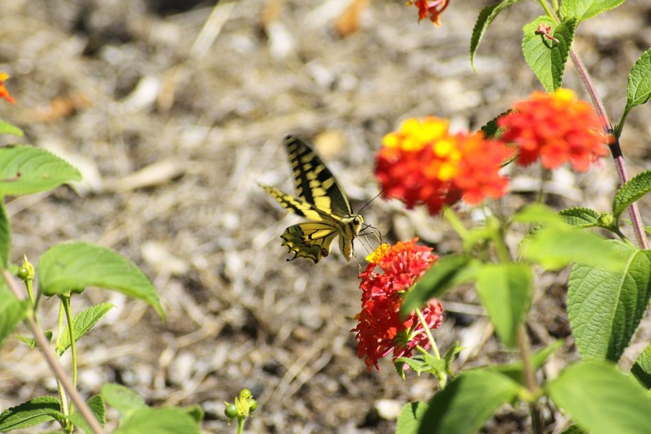 butterfly and flowers in Corsican