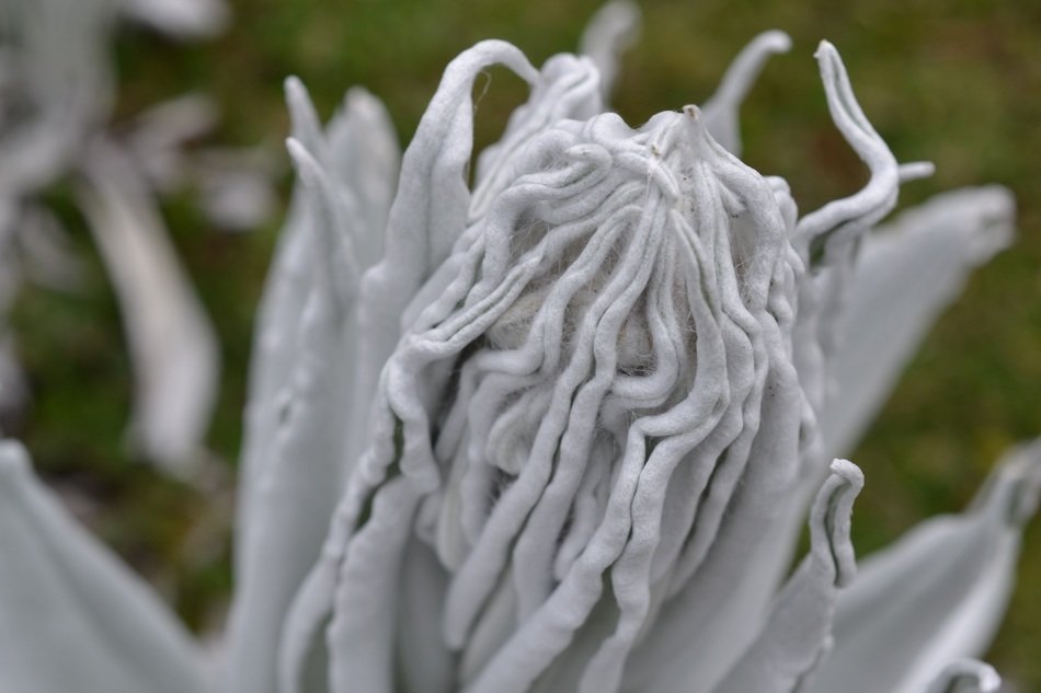 blooming espeletia