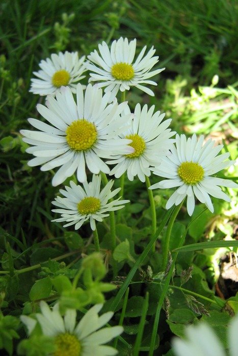 spring daisy for divination likes dislikes