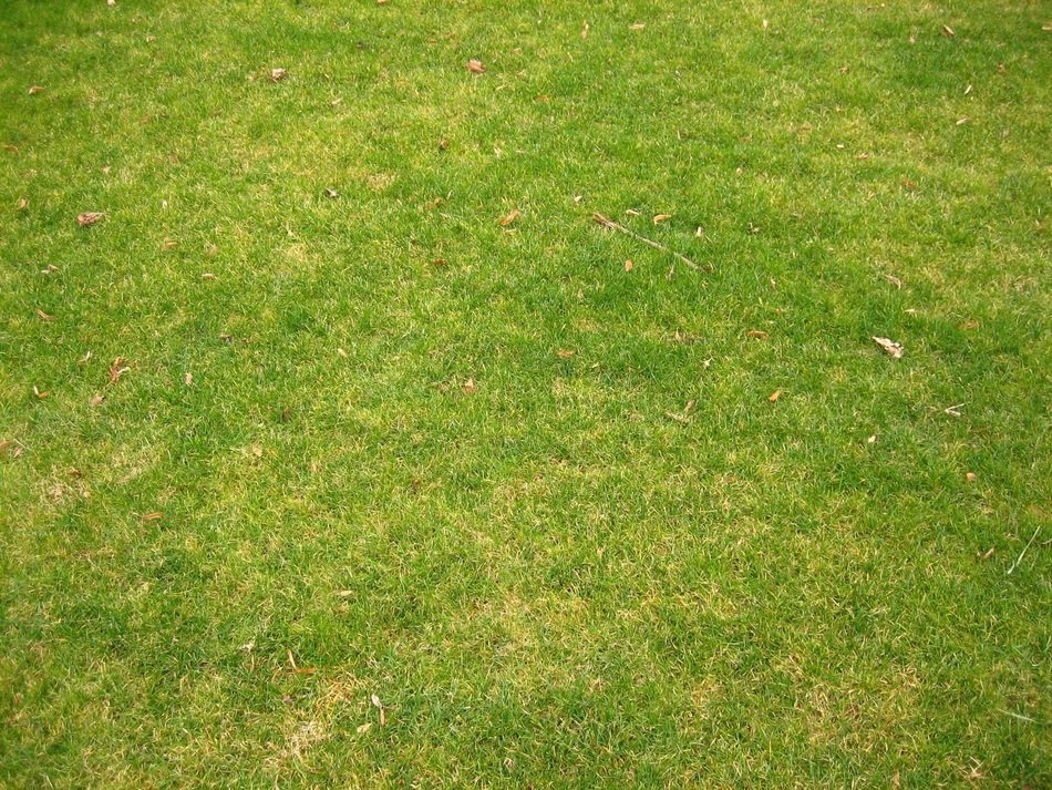 short grass landscapes