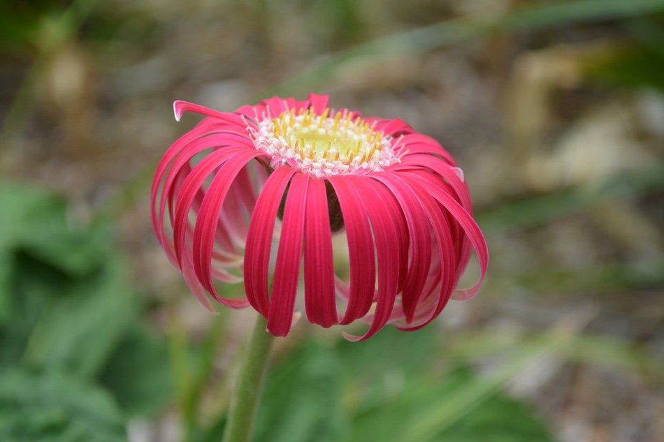 Red gerbera flower spring