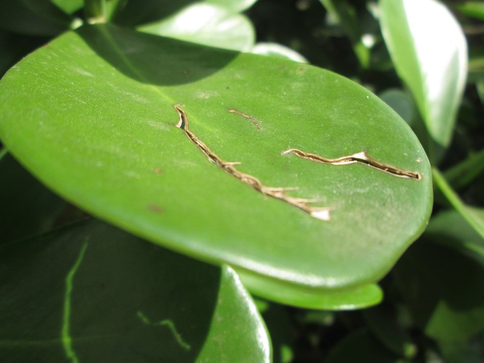 cracked green leaf