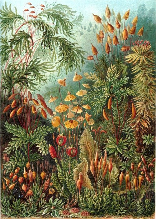 graphic image of thickets eurhynchium