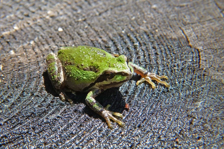 green frog on a wooden surface