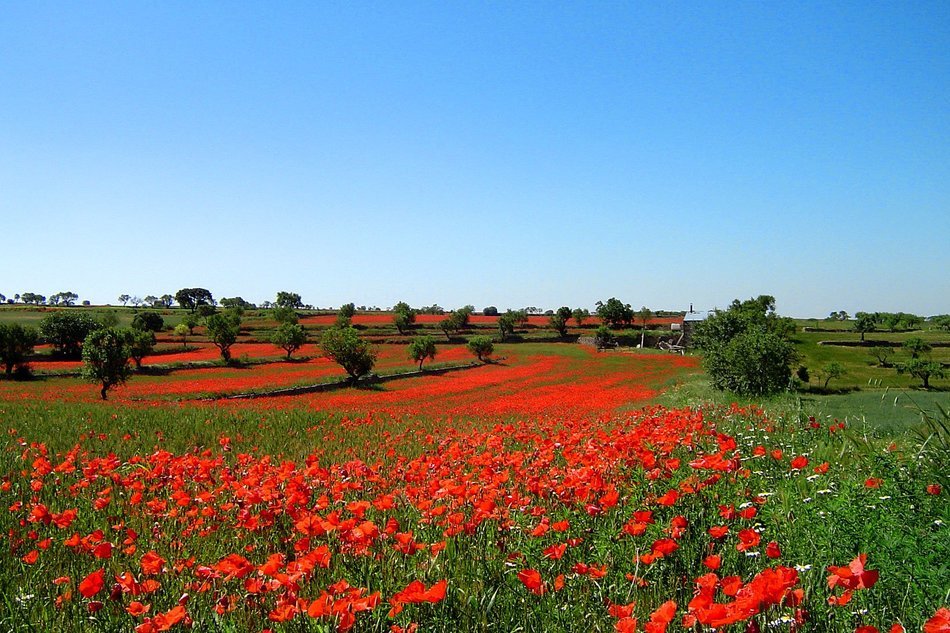 red nature flowers in meadow view