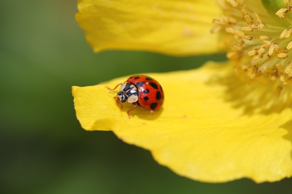 Ladybird on a yellow petal of a flower close up