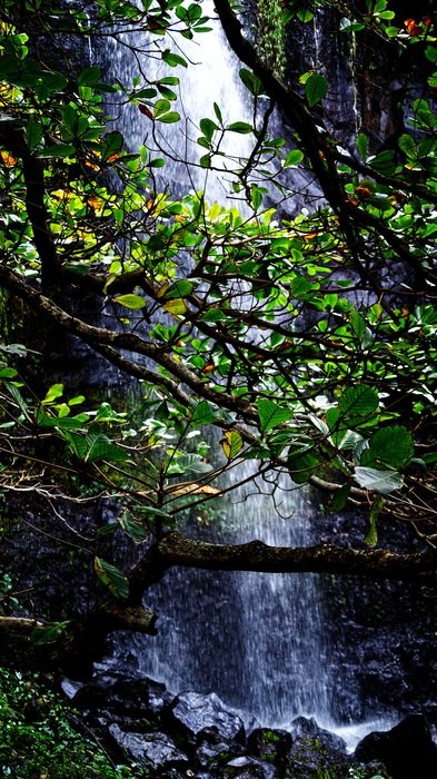green tree on the background of a waterfall
