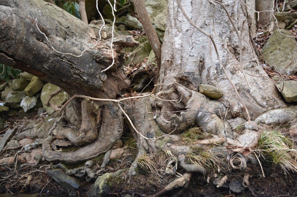 Ugly tree roots