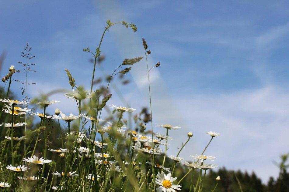 daisies in a meadow on a clear sunny day close up