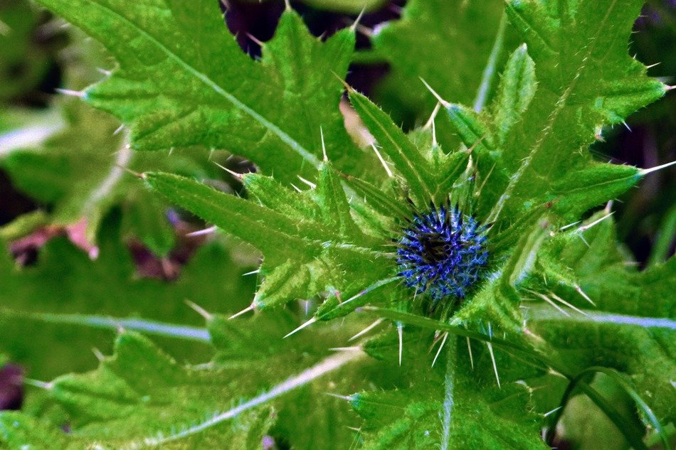 natural blue thistle
