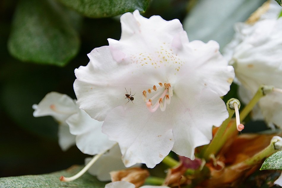 Incect in white flower