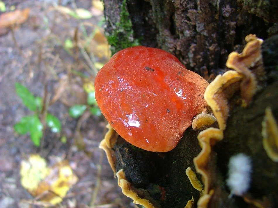 lingzhi mushroom on tree trunk