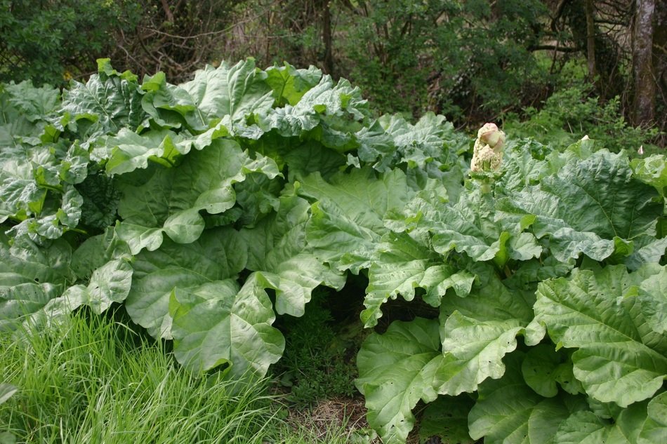 thickets of rhubarb