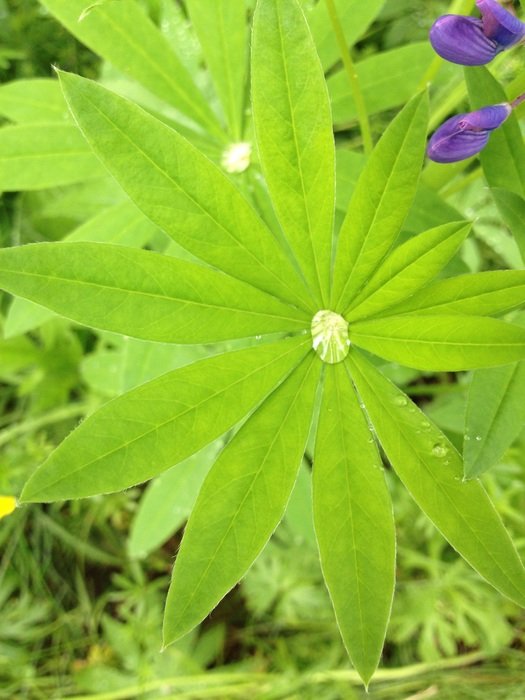 leaf drop green moist summer plant