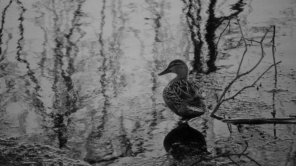 Black and white of the duck in the lake